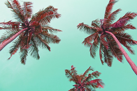 Pink Palm trees silhouettes against pastel sunset on a light green sky. Silhouettes of palm trees against a background of toned sky. Design with copy space. Surrealistic landscape and design.の写真素材