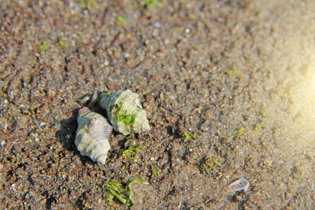 Two small white seashells sit or lie on a gray rock, on the seashore.