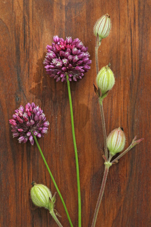 Wild onion violet on a wooden background of black walnut. Beautiful summer wildflowers. Minimalism, loft style. vertical, vertical design.の写真素材