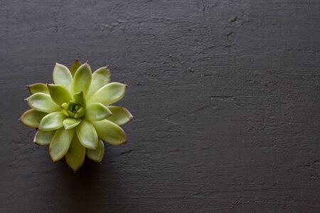 Green juicy Miniature succulent in the form of a sacred flower, close-up, stands on a black dark modern concrete background. Copy space for your text. Flat lay, top view.の写真素材