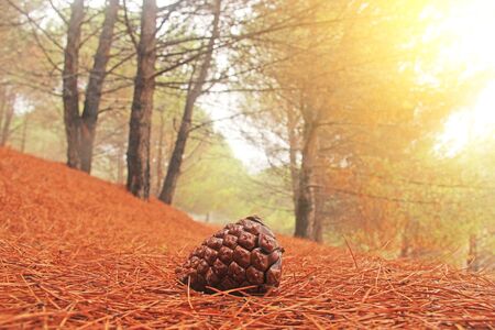 Cedar cones. Magical and Fairy Cedar Forest with Thick Fog at the Foot of Mount Etna with a Cover of Red and Terracotta Needles. The island of Sicily, Italy.の写真素材