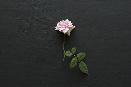 Pink rose cut flower lies on black background. One beautiful rose on a white table. Minimalism. Postcard, cover, surprise or gift to his girlfriend. Flat Lay, Top View, Copy Space For Your Text.の写真素材