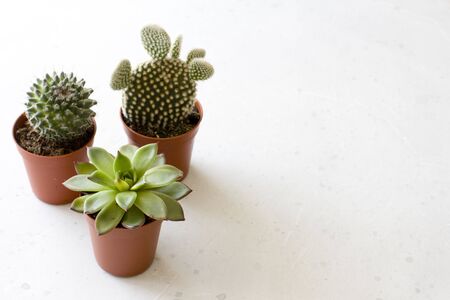 Three small pots of cacti and succulents stand on a white or gray modern concrete background. Cactus Opuntia, crassulaceae. Copy space for your text, top and side view.の写真素材