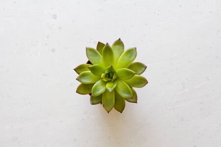 Green juicy Miniature succulent in the form of a sacred flower, close-up, stands on a white light gray modern concrete background. Copy space for your text. Flat lay, top view.の写真素材