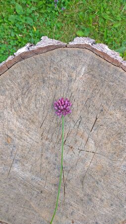 Wild onion violet on a wooden background. Beautiful summer wildflowers. Minimalism.の写真素材