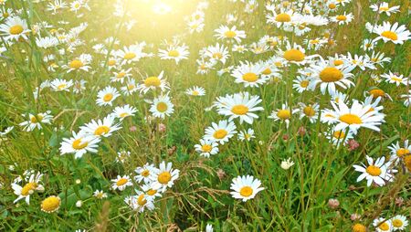 Field of daisies and sun. Flowers of a chemist's daisy. White and yellow flowers.の写真素材