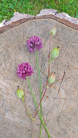 Wild onion violet on a wooden background of black walnut. Beautiful summer wildflowers. Two flowers. Minimalism. vertical, vertical design.の写真素材