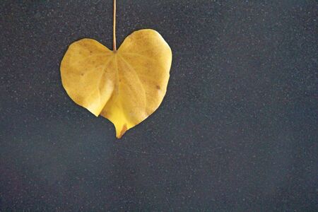 Yellow leaf of a tree in the shape of a heart on a black background. Autumn romantic design. Design with copy space. Top view.の写真素材