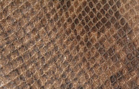 Python Skin. Skin of a Snake or Reptile.