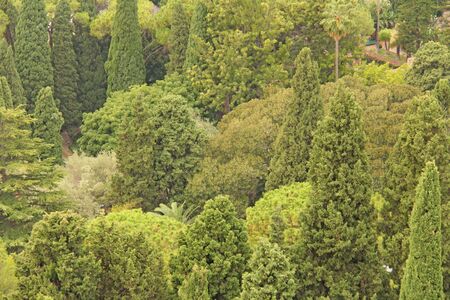 Green Background of Green Trees. City of Taormina, Sicily, Italy.