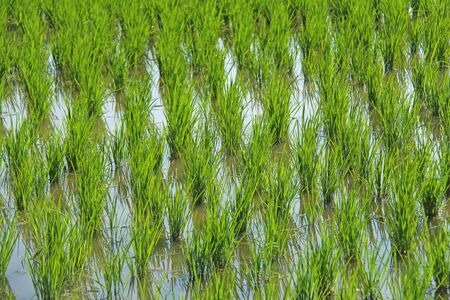 Brightly green rice fields in Hampi. Green floral background and sun.の写真素材