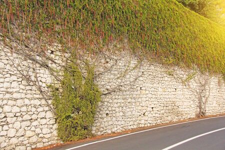 The picturesque Twisting Tree or Shrub grows and winds over the Stone Old Wall in the City of...