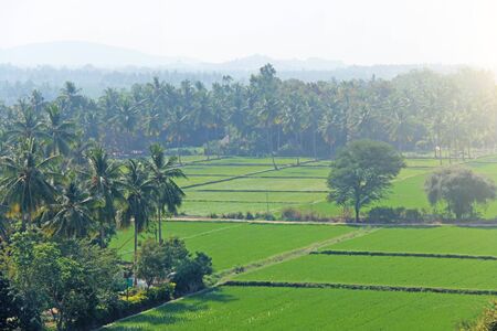 Green rice fields or terraces in the village of Hampi. Palm trees, sun, rice fields, large stones....