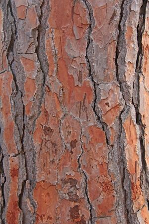 The bark of the tree is of brown color. Background for your Design, Templates, Samples.の写真素材
