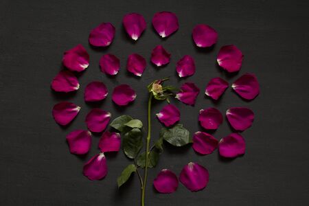 Beautiful Flower Mandala of pink and red roses on Black Dark Background. Geometrical floral composition. Rose laid out on the petals. Floral mandala. Flat Lay, Top View, Copy Space For Your Text.の写真素材