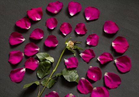 Beautiful Flower Mandala of pink and red roses on Black Dark Background. Geometrical floral composition. Rose laid out on the petals. Floral mandala. Flat Lay, Top View, Copy Space For Your Text.の写真素材