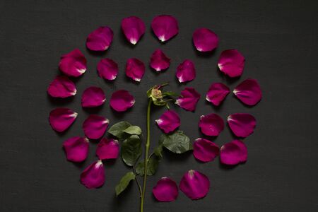 Beautiful Flower Mandala of pink and red roses on Black Dark Background. Geometrical floral composition. Rose laid out on the petals. Floral mandala. Flat Lay, Top View, Copy Space For Your Text.の写真素材
