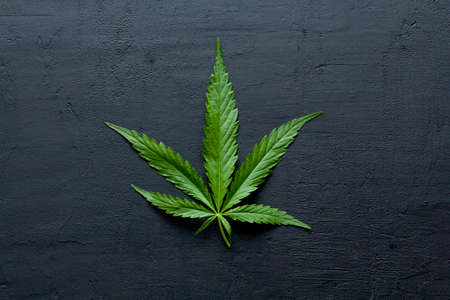 Green leaves of technical hemp lie on a black modern concrete background. Green background of leaves. Close-up young hemp. Green cannabis leaves, marijuana leaves. Medicinal indica with CBD.の写真素材