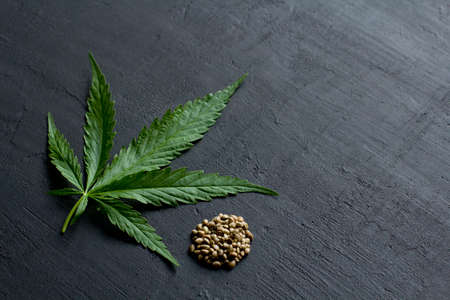 Green leaves and seeds of technical hemp lie on a black modern concrete background. Green background of leaves. Close-up young hemp. Green cannabis leaves, marijuana leaves. Copy space for your text.の写真素材