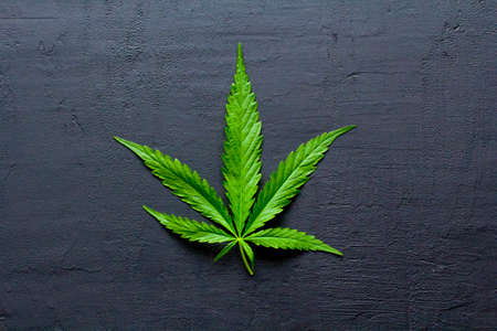 Green leaves and seeds of technical hemp lie on a black modern concrete background. Green background of leaves. Close-up young hemp. Green cannabis leaves, marijuana leaves. Copy space for your text.の写真素材