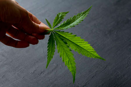 Green leaves and seeds of technical hemp lie on a black modern concrete background. Green background of leaves. Close-up young hemp. Green cannabis leaves, marijuana leaves. Copy space for your text.の写真素材