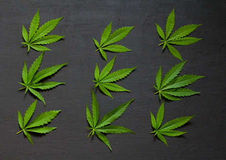 Green leaves and seeds of technical hemp lie on a black modern concrete background. Green background of leaves. Close-up young hemp. Green cannabis leaves, marijuana leaves. Copy space for your text.の写真素材