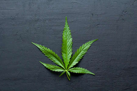 Green leaves and seeds of technical hemp lie on a black modern concrete background. Green background of leaves. Close-up young hemp. Green cannabis leaves, marijuana leaves. Copy space for your text.の写真素材