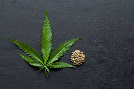 Green leaves and seeds of technical hemp lie on a black modern concrete background. Green background of leaves. Close-up young hemp. Green cannabis leaves, marijuana leaves. Copy space for your text.の写真素材