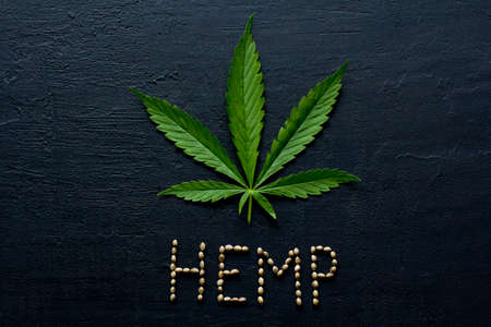 Green leaves and seeds of technical hemp lie on a black modern concrete background. Green background of leaves. Close-up young hemp. Green cannabis leaves, marijuana leaves. Copy space for your text.の写真素材