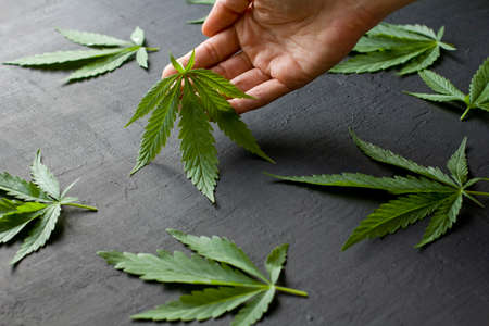 Green leaves and seeds of technical hemp lie on a black modern concrete background. Green background of leaves. Close-up young hemp. Green cannabis leaves, marijuana leaves. Copy space for your text.の写真素材