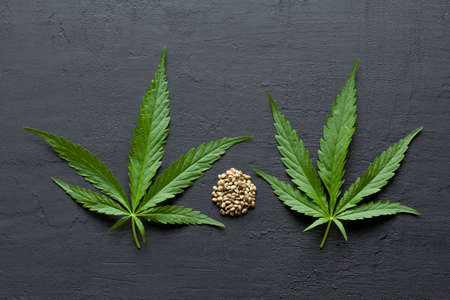 Green leaves and seeds of technical hemp lie on a black modern concrete background. Green background of leaves. Close-up young hemp. Green cannabis leaves, marijuana leaves. Copy space for your text.の写真素材