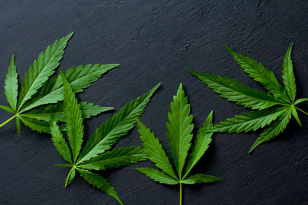 Green leaves and seeds of technical hemp lie on a black modern concrete background. Green background of leaves. Close-up young hemp. Green cannabis leaves, marijuana leaves. Copy space for your text.の写真素材