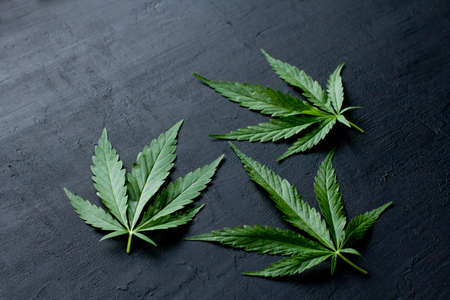 Green leaves and seeds of technical hemp lie on a black modern concrete background. Green background of leaves. Close-up young hemp. Green cannabis leaves, marijuana leaves. Copy space for your text.の写真素材