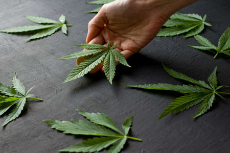 Green leaves and seeds of technical hemp lie on a black modern concrete background. Green background of leaves. Close-up young hemp. Green cannabis leaves, marijuana leaves. Copy space for your text.の写真素材