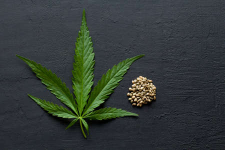 Green leaves and seeds of technical hemp lie on a black modern concrete background. Green background of leaves. Close-up young hemp. Green cannabis leaves, marijuana leaves. Copy space for your text.の写真素材