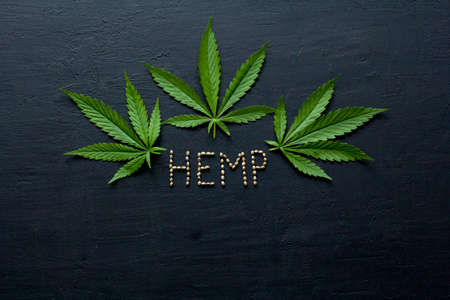 Green leaves and seeds of technical hemp lie on a black modern concrete background. Green background of leaves. Close-up young hemp. Green cannabis leaves, marijuana leaves. Copy space for your text.の写真素材