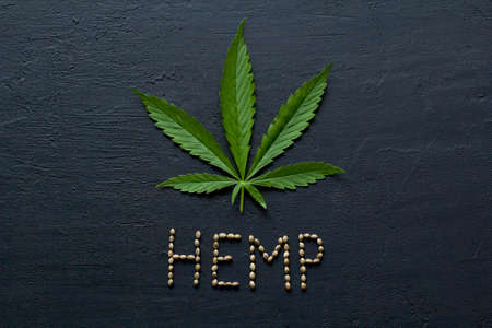 Green leaves and seeds of technical hemp lie on a black modern concrete background. Green background of leaves. Close-up young hemp. Green cannabis leaves, marijuana leaves. Copy space for your text.の写真素材