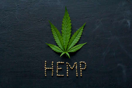 Green leaves and seeds of technical hemp lie on a black modern concrete background. Green background of leaves. Close-up young hemp. Green cannabis leaves, marijuana leaves. Copy space for your text.の写真素材