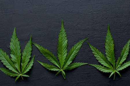 Green leaves and seeds of technical hemp lie on a black modern concrete background. Green background of leaves. Close-up young hemp. Green cannabis leaves, marijuana leaves. Copy space for your text.の写真素材