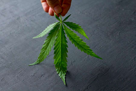 Green leaves and seeds of technical hemp lie on a black modern concrete background. Green background of leaves. Close-up young hemp. Green cannabis leaves, marijuana leaves. Copy space for your text.の写真素材