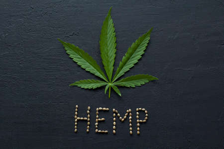 Green leaves of technical hemp on black modern concrete background. Green background of leaves. Close-up young hemp. Green cannabis leaves, marijuana leaves. Medicinal indica with CBD. smoke, smog.の写真素材