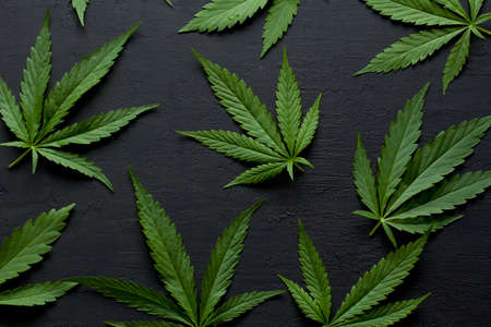 Green leaves of technical hemp on black modern concrete background. Green background of leaves. Close-up young hemp. Green cannabis leaves, marijuana leaves. Medicinal indica with CBD. smoke, smog.の写真素材