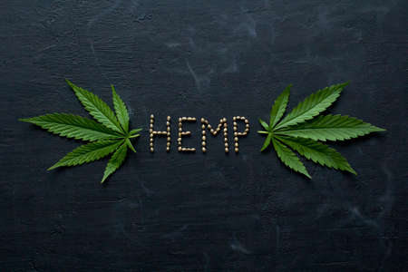 Green leaves of technical hemp on black modern concrete background. Green background of leaves. Close-up young hemp. Green cannabis leaves, marijuana leaves. Medicinal indica with CBD. smoke, smog.の写真素材