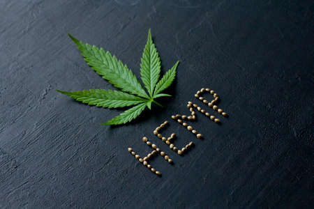 Green leaves of technical hemp on black modern concrete background. Green background of leaves. Close-up young hemp. Green cannabis leaves, marijuana leaves. Medicinal indica with CBD. smoke, smog.の写真素材