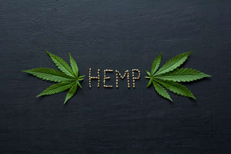Green leaves of technical hemp on black modern concrete background. Green background of leaves. Close-up young hemp. Green cannabis leaves, marijuana leaves. Medicinal indica with CBD. smoke, smog.の写真素材