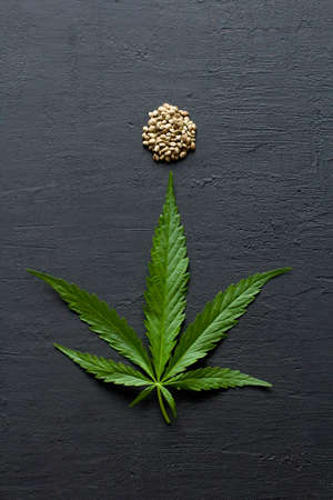 Green leaves of technical hemp on black modern concrete background. Green background of leaves. Close-up young hemp. Green cannabis leaves, marijuana leaves. Medicinal indica with CBD. smoke, smog.の写真素材