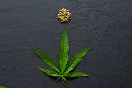 Green leaves of technical hemp on black modern concrete background. Green background of leaves. Close-up young hemp. Green cannabis leaves, marijuana leaves. Medicinal indica with CBD. smoke, smog.の写真素材