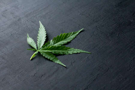 Green leaves of technical hemp on black modern concrete background. Green background of leaves. Close-up young hemp. Green cannabis leaves, marijuana leaves. Medicinal indica with CBD. smoke, smog.の写真素材