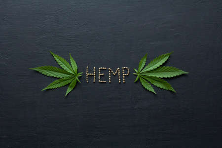 Green leaves of technical hemp on black modern concrete background. Green background of leaves. Close-up young hemp. Green cannabis leaves, marijuana leaves. Medicinal indica with CBD. smoke, smog.の写真素材