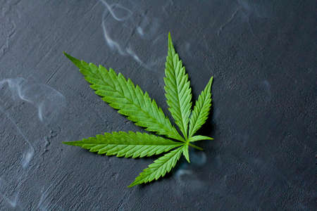 Green leaves of technical hemp on black modern concrete background. Green background of leaves. Close-up young hemp. Green cannabis leaves, marijuana leaves. Medicinal indica with CBD. smoke, smog.の写真素材